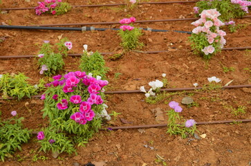 Godetia or Clarkia amoena. Irrigation system in Israel. Watering flowers in the desert. Street flower beds. Water hoses near planted flowers.