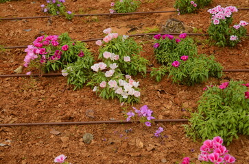 Godetia or Clarkia amoena. Irrigation system in Israel. Watering flowers in the desert. Street flower beds. Water hoses near planted flowers.