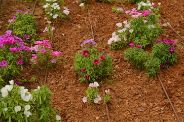 Godetia or Clarkia amoena. Irrigation system in Israel. Watering flowers in the desert. Street flower beds. Water hoses near planted flowers.