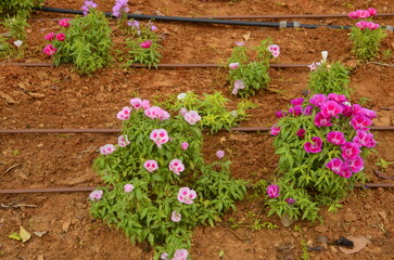 Godetia or Clarkia amoena. Irrigation system in Israel. Watering flowers in the desert. Street flower beds. Water hoses near planted flowers.