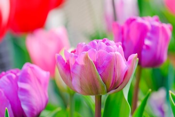 八重咲チューリップ