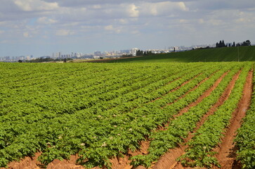 Farm field with sweet potato. Blooming potatoes. Irrigation system, watering in the desert. Farming in Israel.