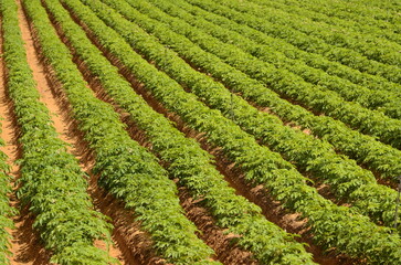 Fototapeta na wymiar Farm field with sweet potato. Blooming potatoes. Irrigation system, watering in the desert. Farming in Israel.