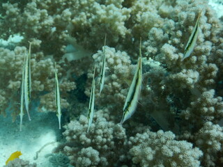 セブダイビング