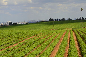 Fototapeta na wymiar Farm field with sweet potato. Blooming potatoes. Irrigation system, watering in the desert. Farming in Israel.
