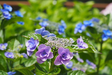 紫陽花, Hydrangea