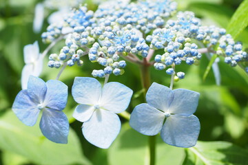 紫陽花, Hydrangea
