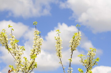 Cercis siliquastrum Judas tree branch. rare species - white flowers