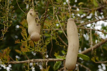 Sausage Tree Kigelia pinnata fruits. Kigelia africana
