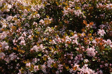 Flowers of  Rhaphiolepis indica (Indian hawthorn) from southern China, grown for its decorative...