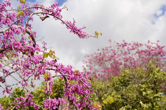 Tabebuia Ant tree in pink. Spring flowering. The most beautiful trees on the planet. Trumpet tree