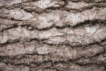 tree bark background. Brown old wood texture