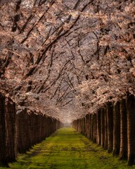 Cherry Blossom Lane