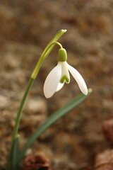 Galanthus, the first white spring flower, snowdrop