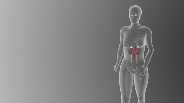 Visualizing the female Urinary system medical concept on black background