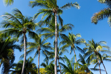 Obraz na płótnie Canvas Beautiful, tall foxtail palm trees and blue sky from below