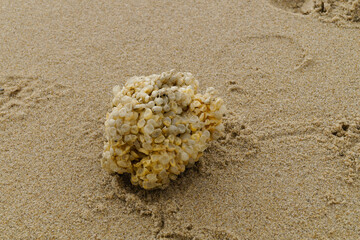 die Laichbälle Wellhornschnecke (Buccinum Undatum) findet man überall am Strand der Nordsee