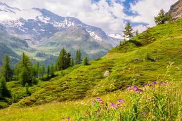 Trekking in the Valgrisenche Natural Park. Alpine landscape among flowers, snowcapped mountains, peacks, meadows and pastures. Panorama of Italian Alps in summer. Aosta Valley. Alps Italy. Val d'Aosta