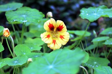 Gelbe Kresse-Bl&uuml;te