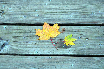 Bl&auml;tter auf Holz