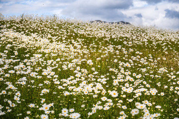 Wildflower daisies or asters in a green field