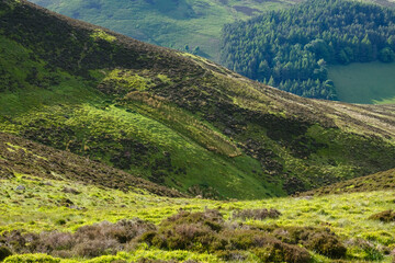 Green moors with heather forest and pasture grass