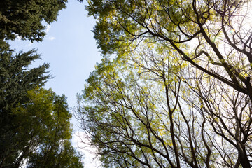Tree canopy in a city park