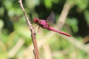 Dragonfly in the garden