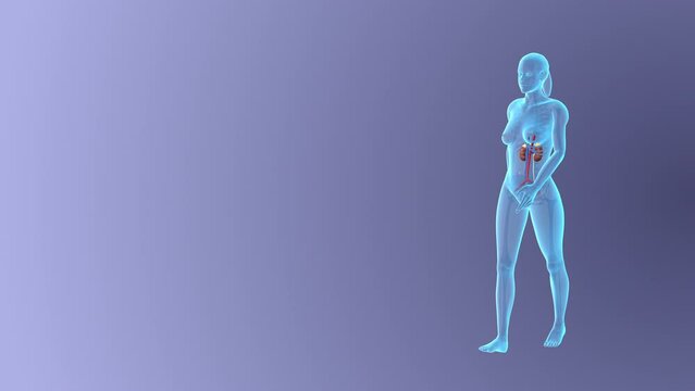 Visualizing the Female Urinary System while walking, loopable
