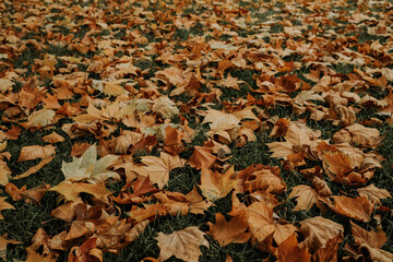 Yellow and orange leaves on green lawn. Natural ground, autumn background.