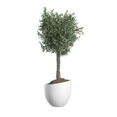 bonsai tree isolated on white background on transparent background PNG file	