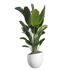 Green plants in white ceramic pots on transparent background PNG file	
