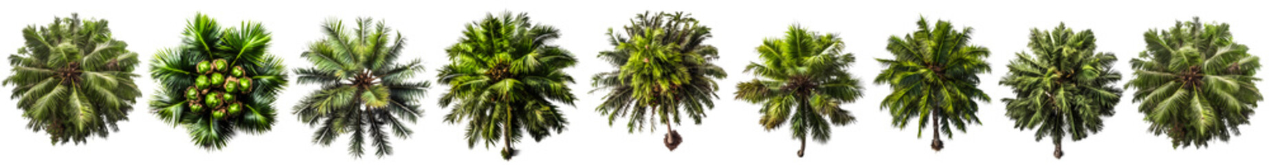 Fototapeta na wymiar coconut tree PNG. set of coconut trees seen from above isolated on blank background PNG