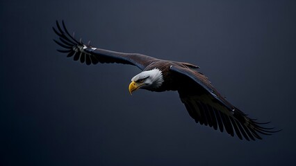 flying eagle in the sky
