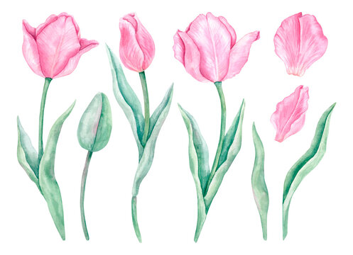 A set of watercolor tulips on a white background. Delicate batanic illustration hand-drawn. Pink flowers with open and closed buds, individual petals, green leaves and stems.