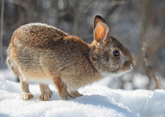 Eastern cottontail rabbit sitting in a winter forest.