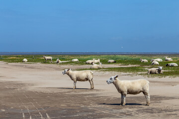 Dune landscape with sheep in St. Peter-Ording, North Friesland, Schleswig-Holstein, Germany, Europe