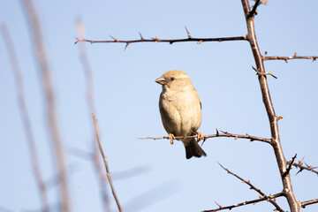 sparrow, bird, animal, tree branch, beak, nature, wild