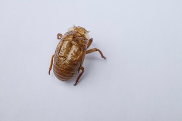 cicada shell isolated white background