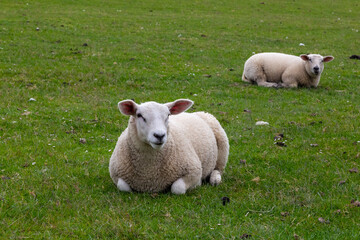 Naklejka na ściany i meble Dike landscape with sheep in St. Peter-Ording, North Friesland, Schleswig-Holstein, Germany, Europe