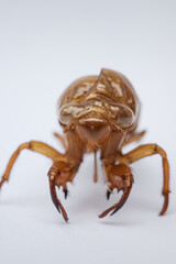 cicada shell isolated white background