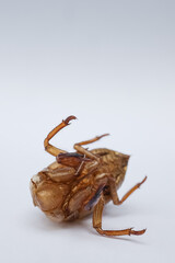 cicada shell isolated white background