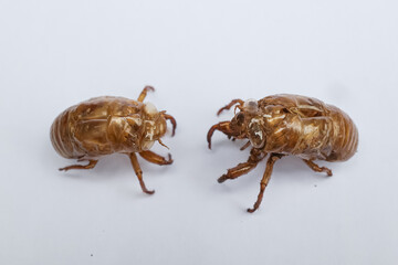 cicada shell isolated white background
