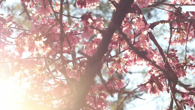 Spring tree with pink flowers. Spring border or background art with pink blossom. Beautiful nature scene with blossoming tree and sunlight. 