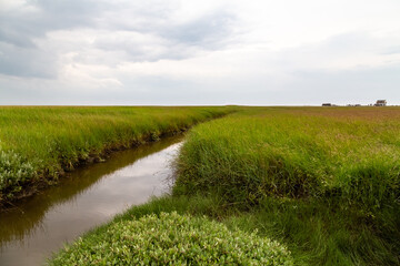 salt meadow in St. Peter-Ording, North Friesland, Schleswig-Holstein, Germany, Europe