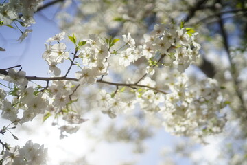 東京の公園で咲く桜の花