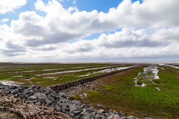 salt meadow in St. Peter-Ording, North Friesland, Schleswig-Holstein, Germany, Europe