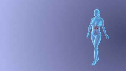 Visualizing the Female Urinary System while walking pose