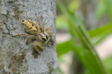 Hyllus is a genus of the spider family Salticidae