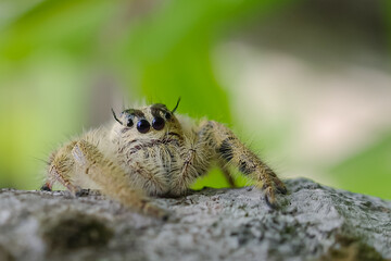Hyllus is a genus of the spider family Salticidae